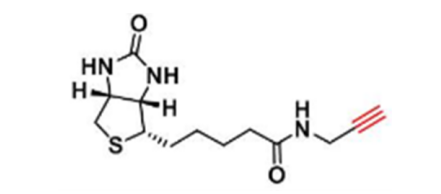 Biotin alkyne; 生物素-炔基