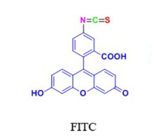 FITC/TAMRA/ATTO荧光染料标记多肽